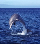 DAUPHIN
